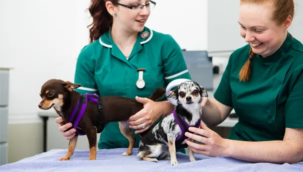 Two dogs with nurses