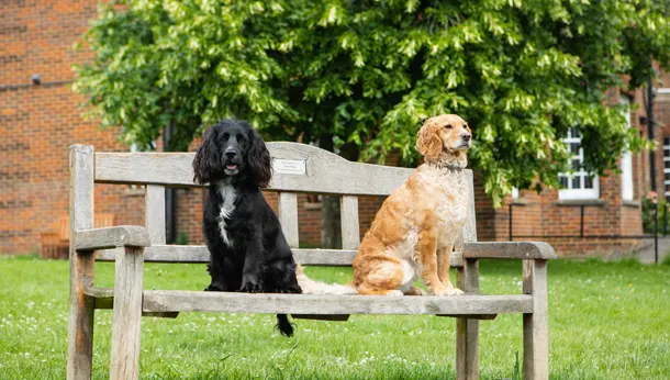 Dogs sitting on a bench