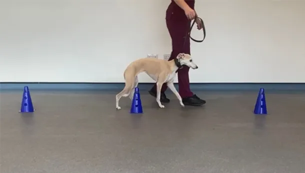 Dog Mobility Physiotherapy
