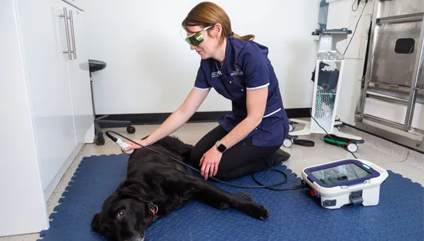 Large Dog Laser Therapy