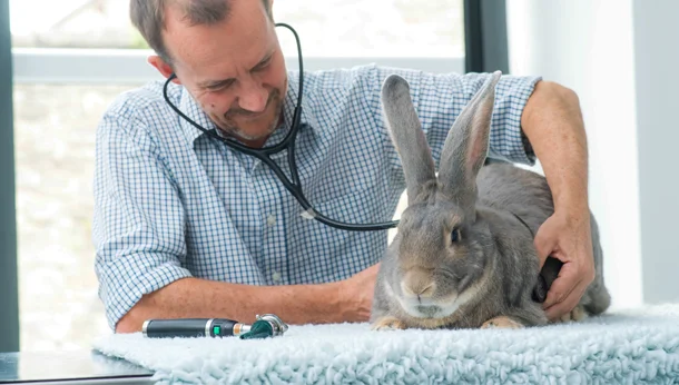 rabbit at a checkup