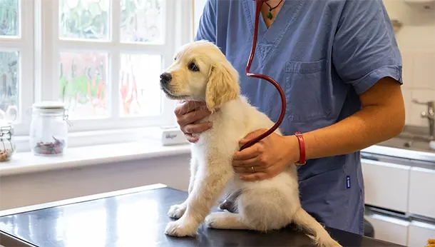 labrador puppy in vet consultation