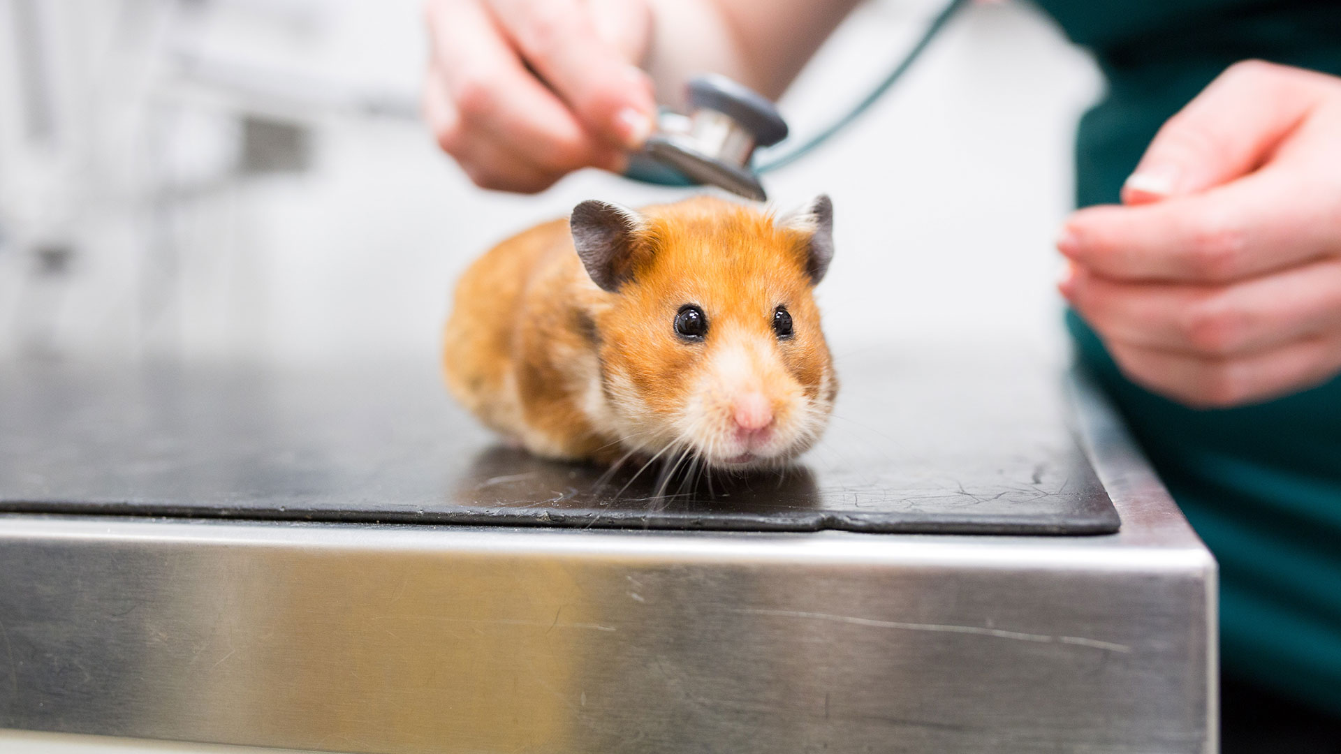 Vet Nurse Clinics Local Vets in Hastings, East Sussex 1066