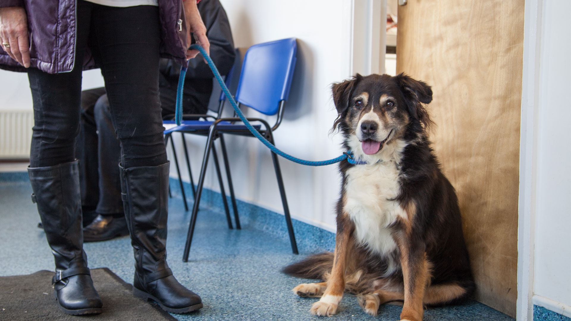 Great Pet Offers from Hastings, East Sussex Vets 1066 Vets 1066