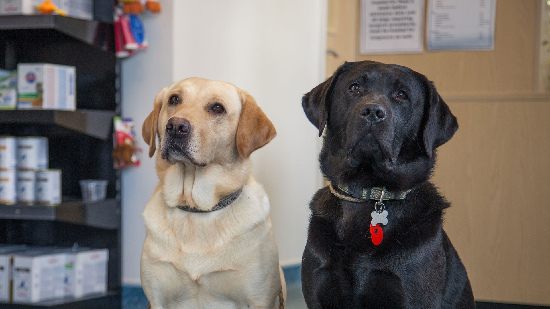 Pet Advice Local Vets in Hastings, East Sussex 1066 Veterinary Centre
