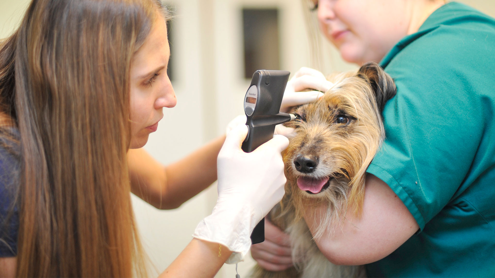 Emergencies Abbeymoor Vets Vets in Sheffield Abbeymoor Vets