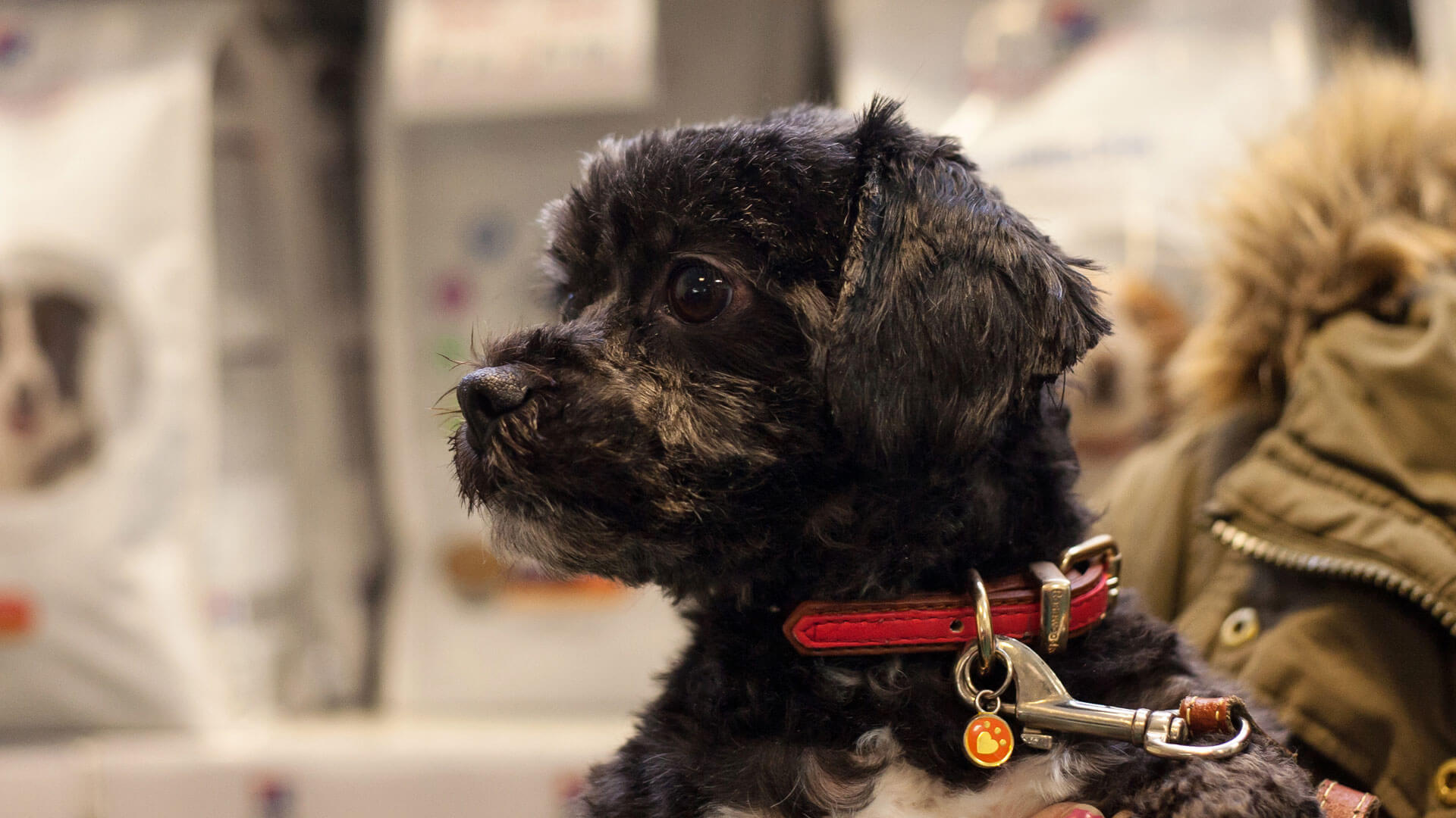 Dog Grooming Salon Local Vets in Durham Abbey Vets