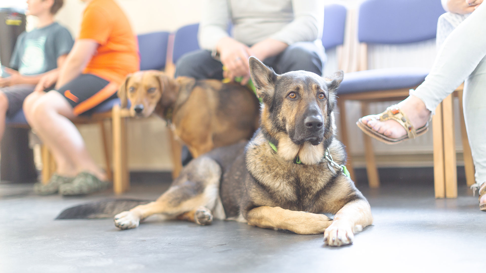 Vacancies Local Vets in Durham Abbey Vets