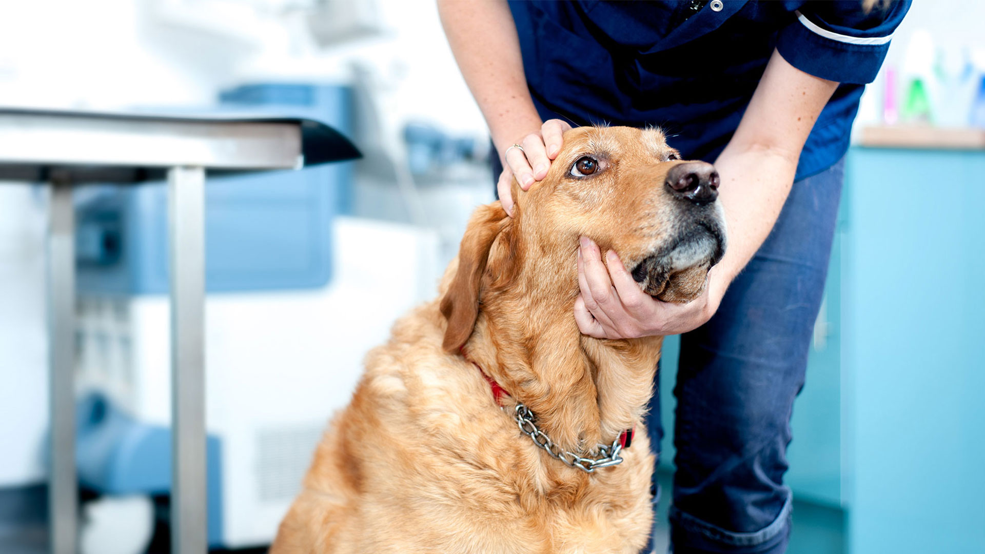 Your Visit Referral Vets in Aberdeenshire Aberdeen Vet Referrals