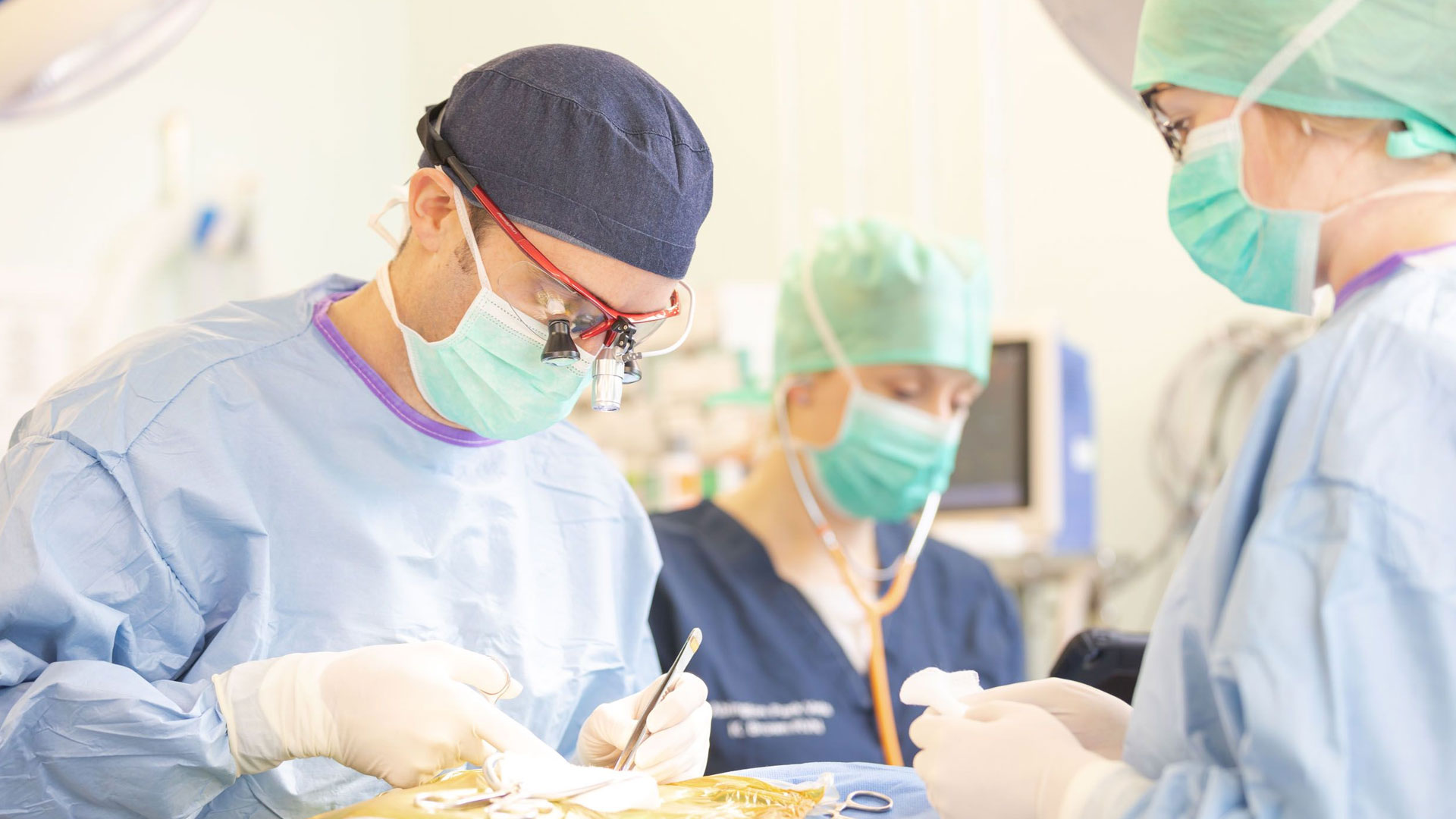 Veterinary Services Local Vets in Northampton Abington Vets