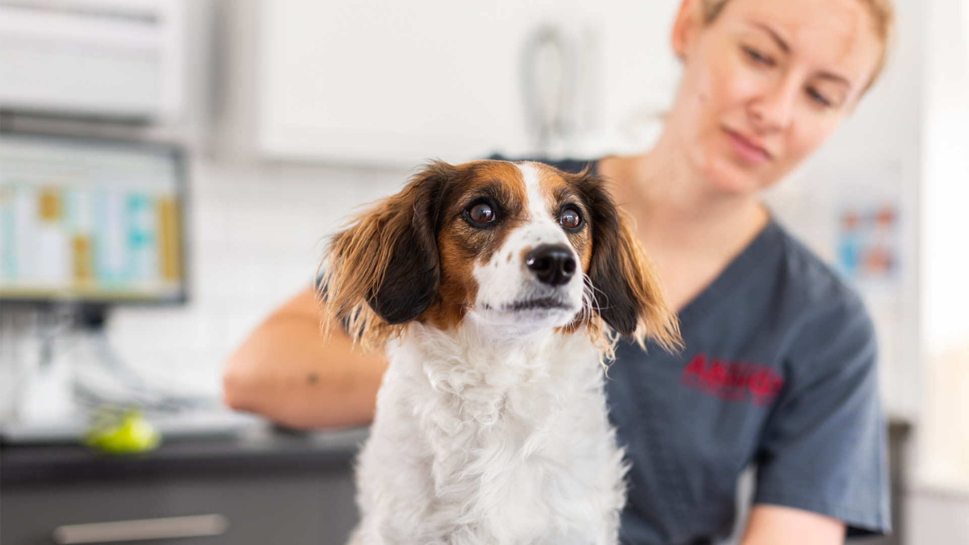 About Petlog Local Vets in Abingdon and Didcot Abivale Vets