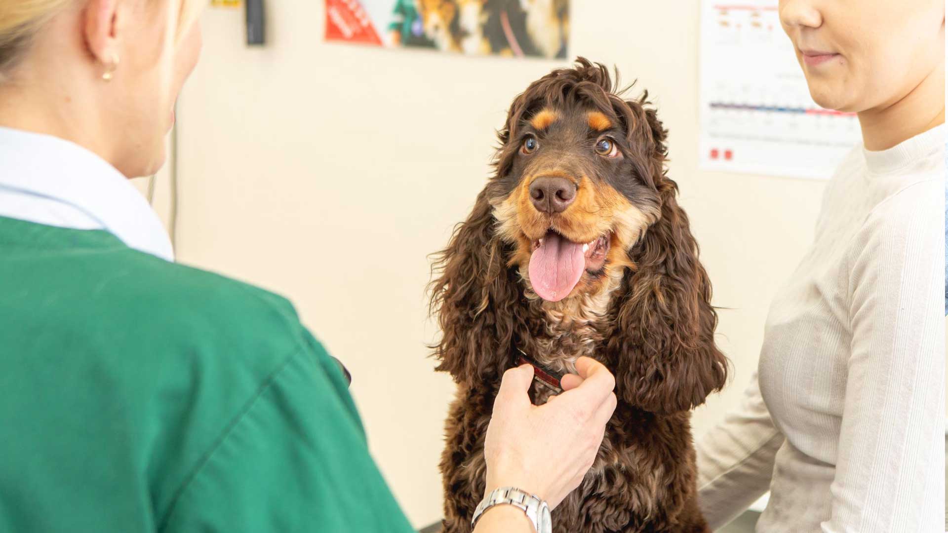 Careers Local Vets in Ballymena and Antrim Fenaghy Vets