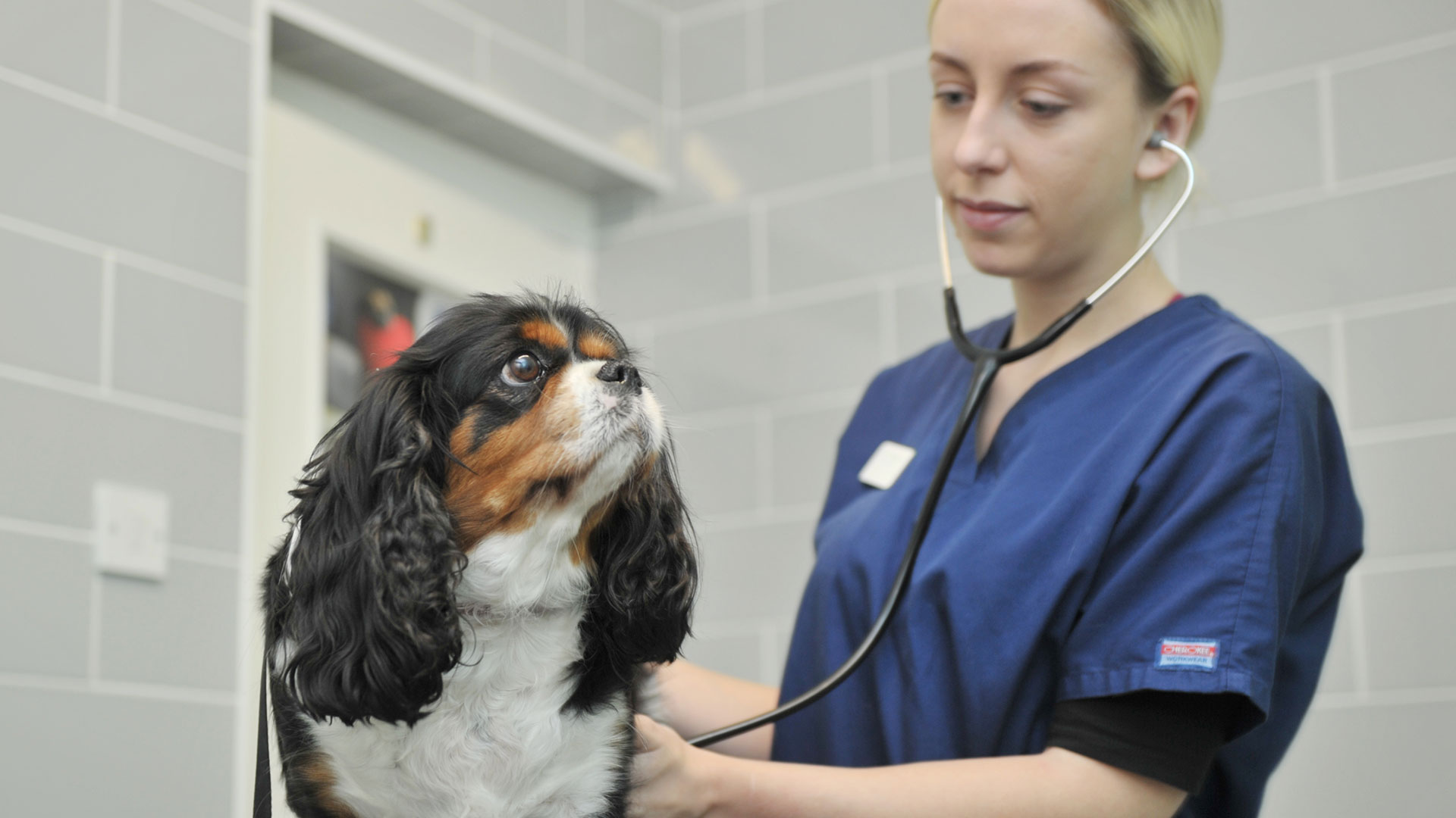 Vets in Liverpool | Local Vets in Liverpool - Adams Vets