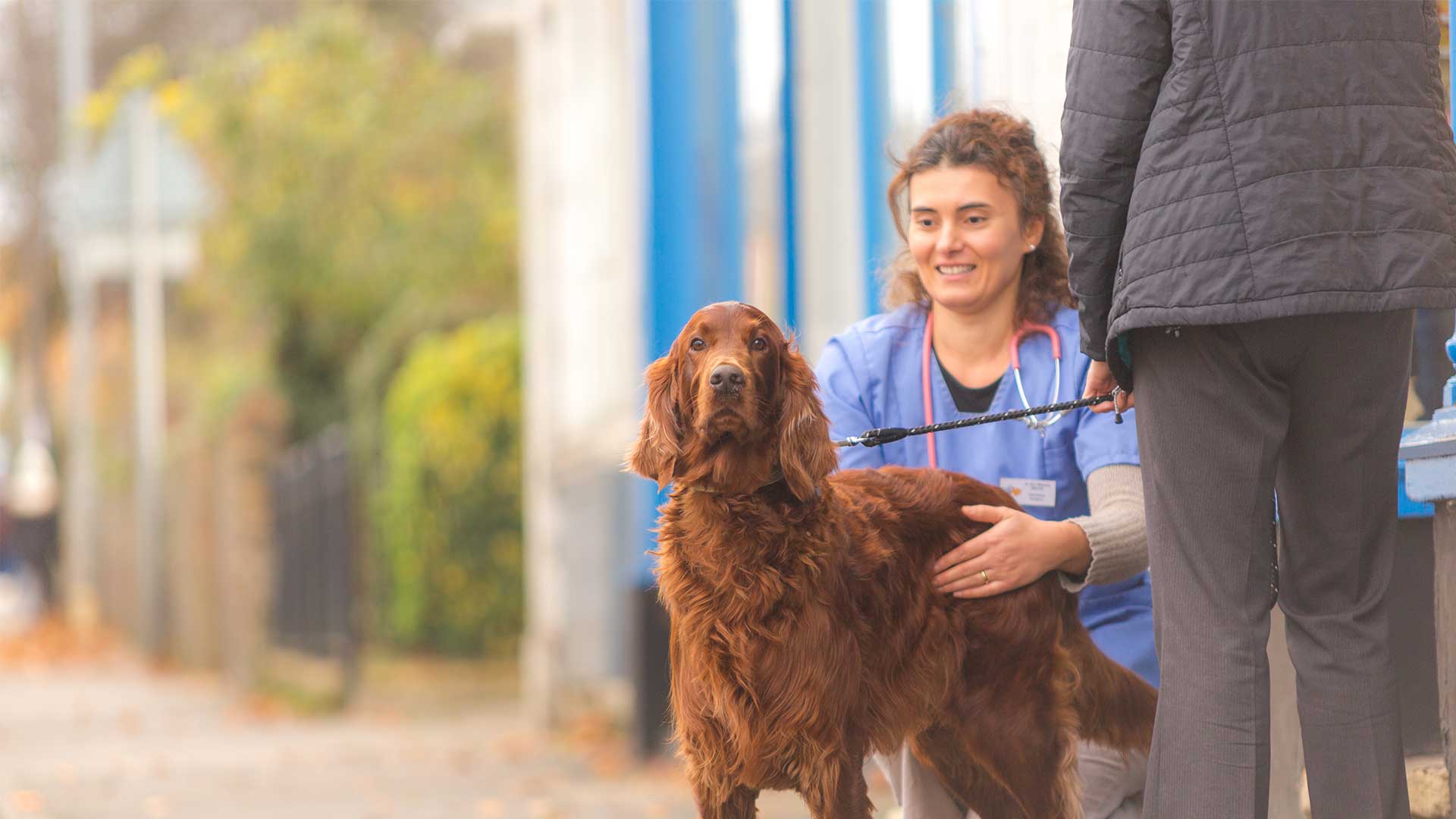 About Us Local Vets in Bedfordshire Adelaide Vet Centre