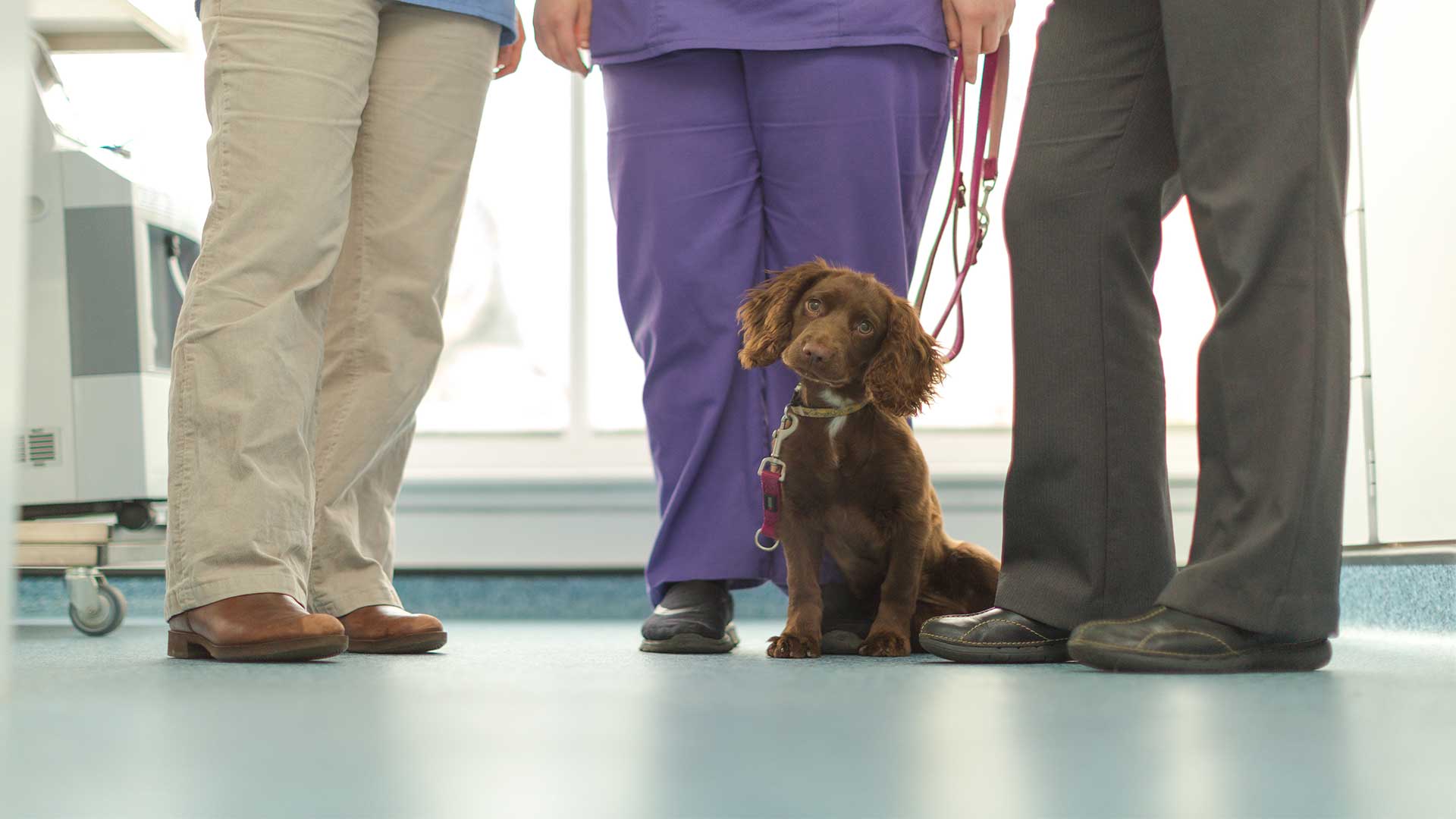 Pet Advice Local Vets in Bedfordshire Adelaide Vet Centre