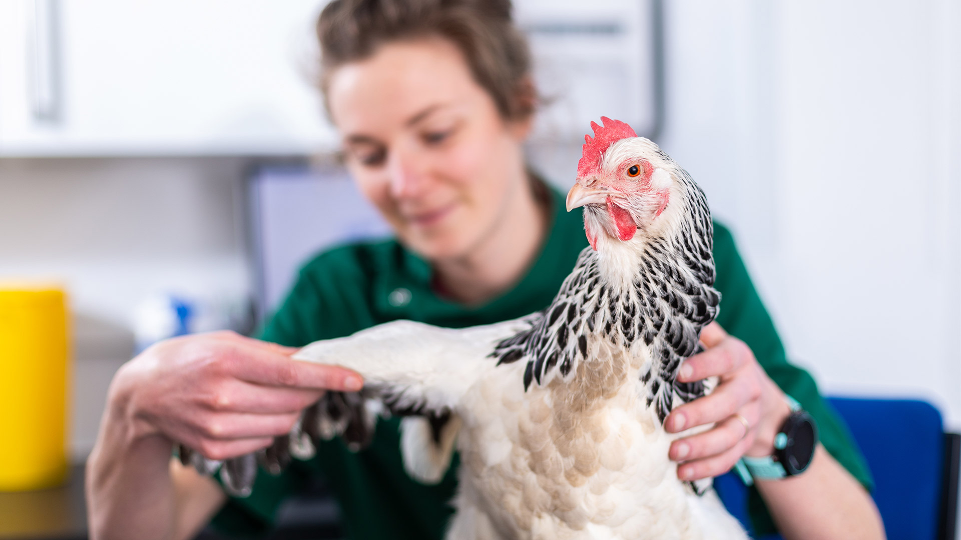 Top Quality Pet Care In Cornwall Albert Cottage Veterinary Clinic