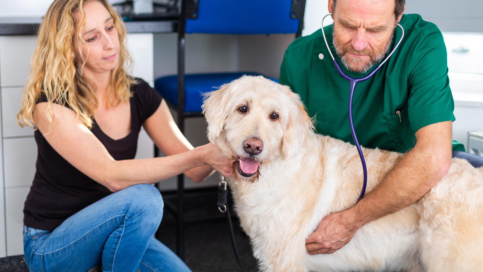 Offers Local vets in Saltash Albert Cottage Vets