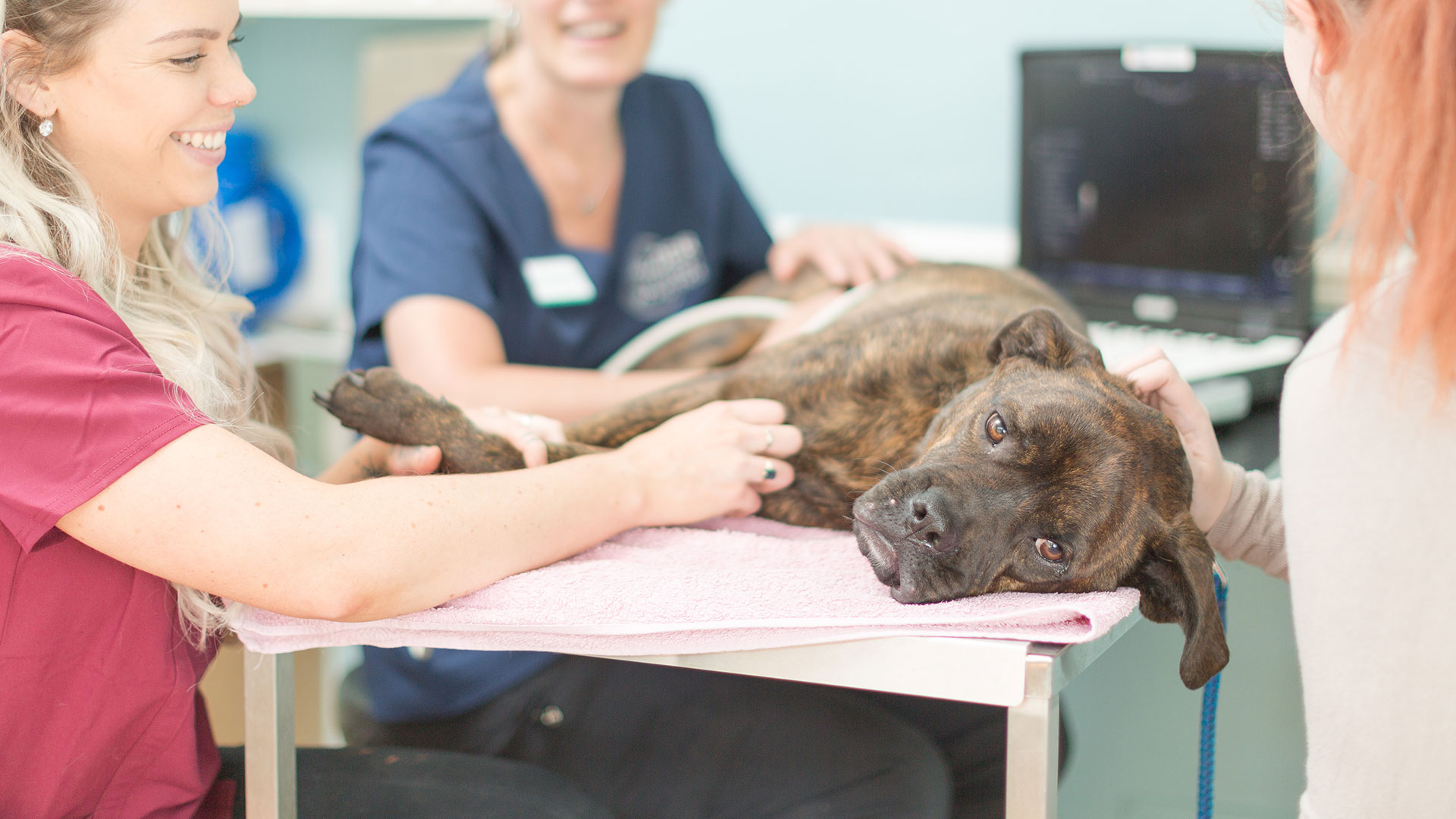 Emergency Veterinary Care Bourne and Spalding Vets Alder Vets