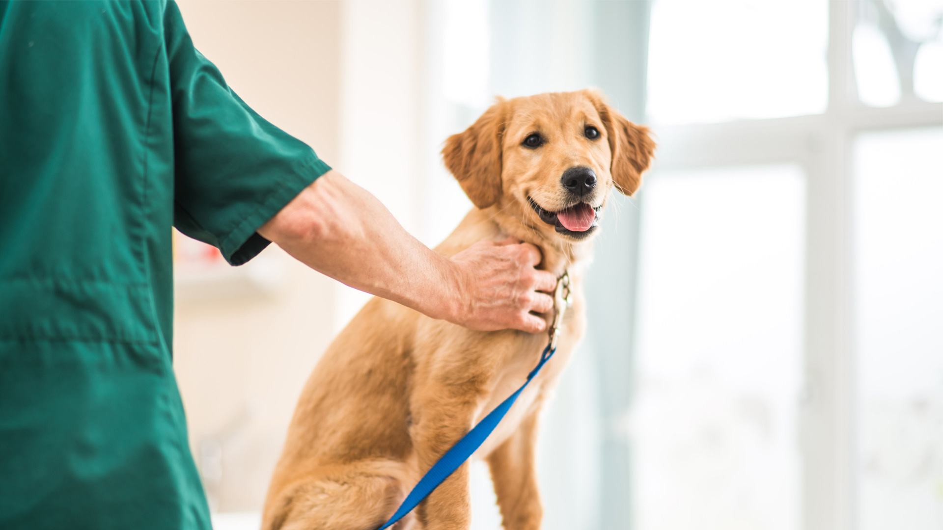 Nurse Nutrition Clinic Local Vets in Barrow Furness, Cumbria