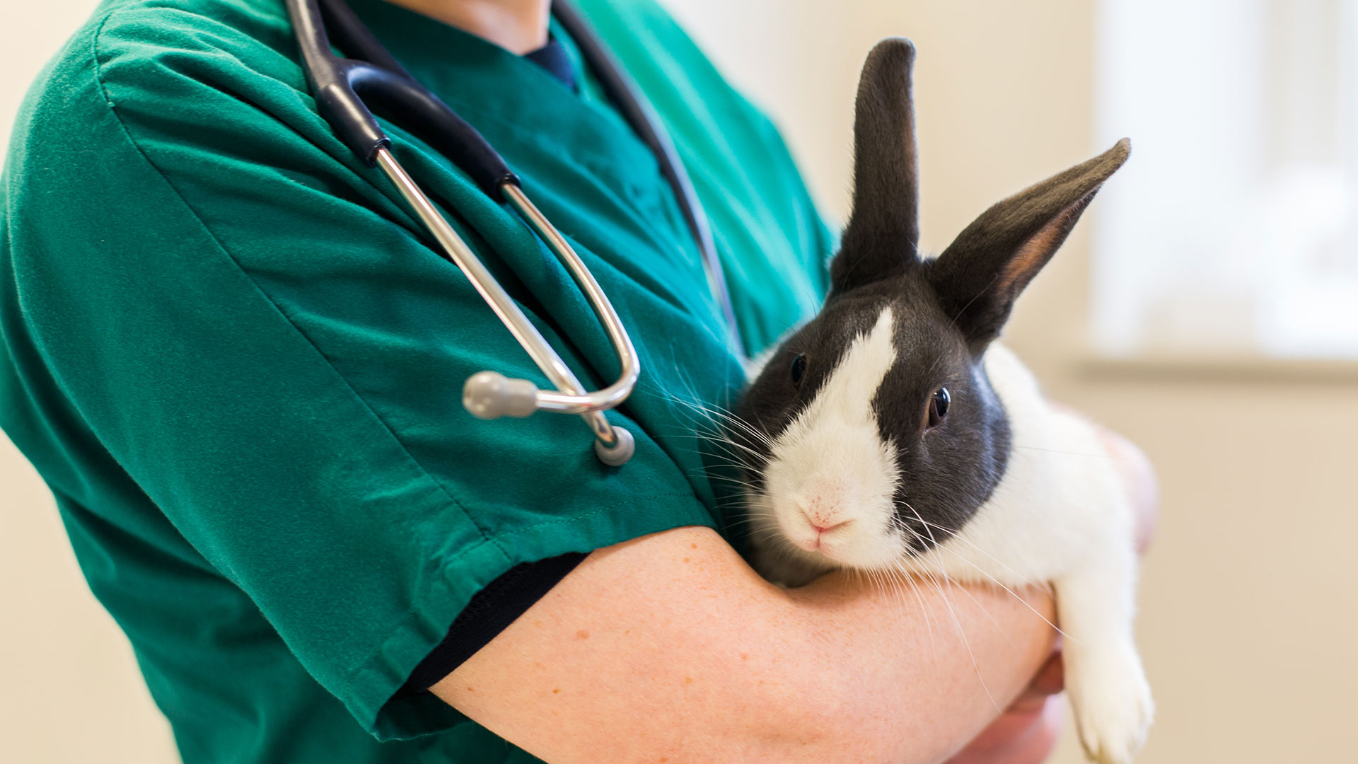 Rabbits Local Vets in Clevedon and Alexandra Vets