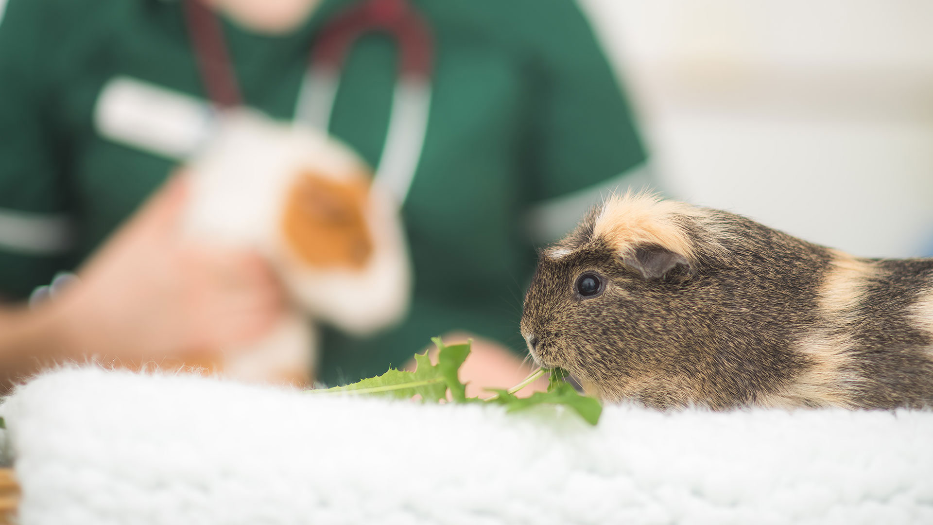 Guinea Pig Factsheets Local Vets in Clevedon and