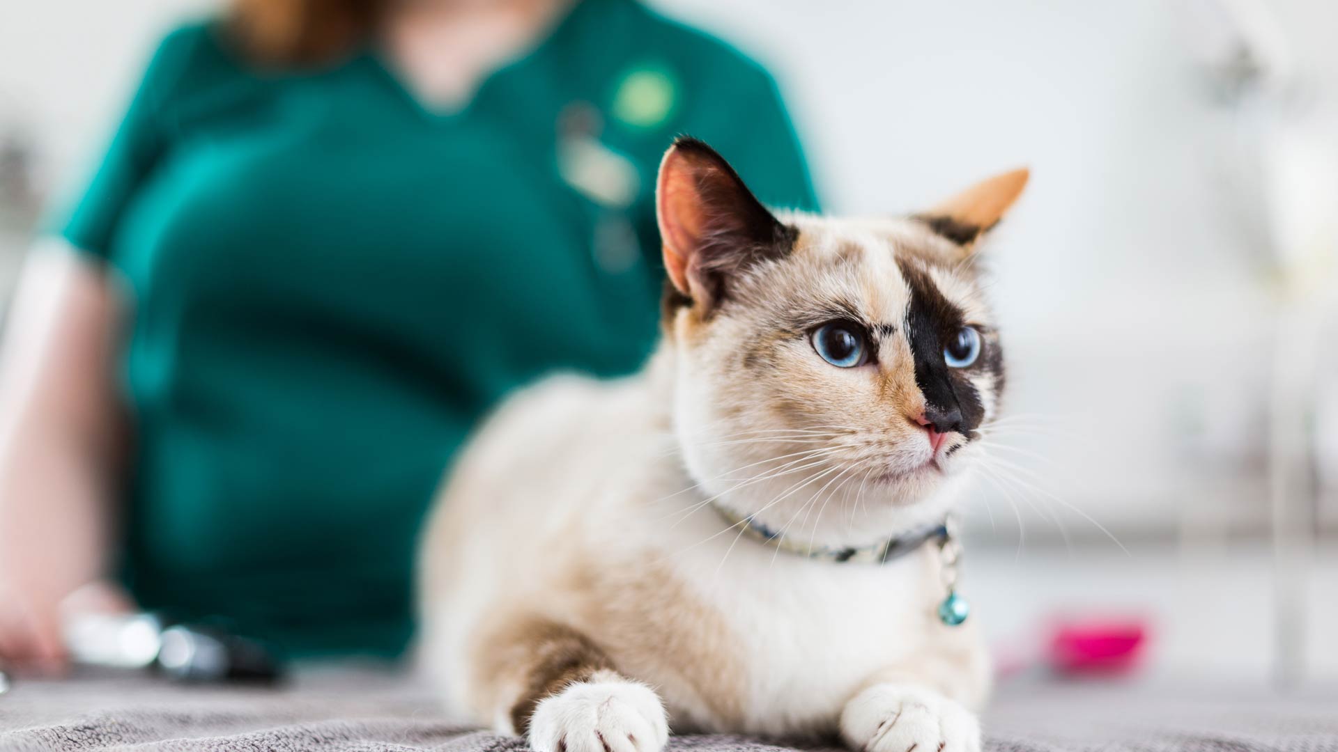 Neutering Local Vets in Windsor Alma Vets