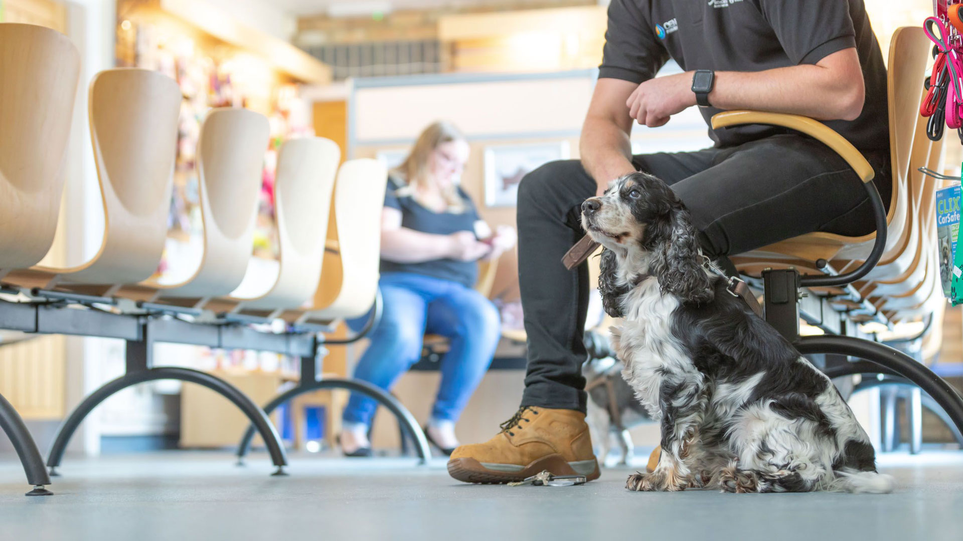 About us Local Vets in Windsor Alma Vets