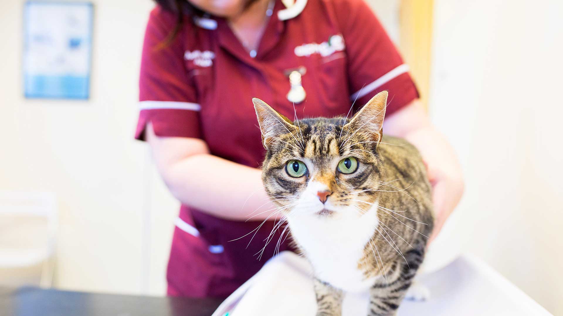 Meet the Team | Local Vets in Risca & Langstone - Alpha Vets