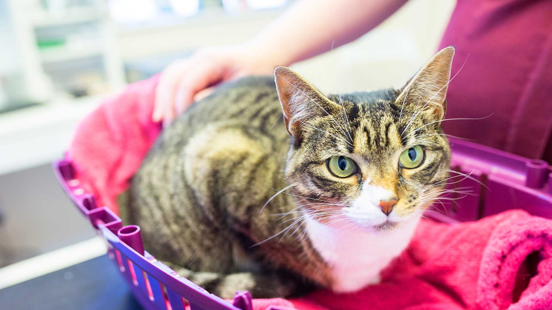 Cat Information | Local Vets in Risca and Langstone - Alpha Vets