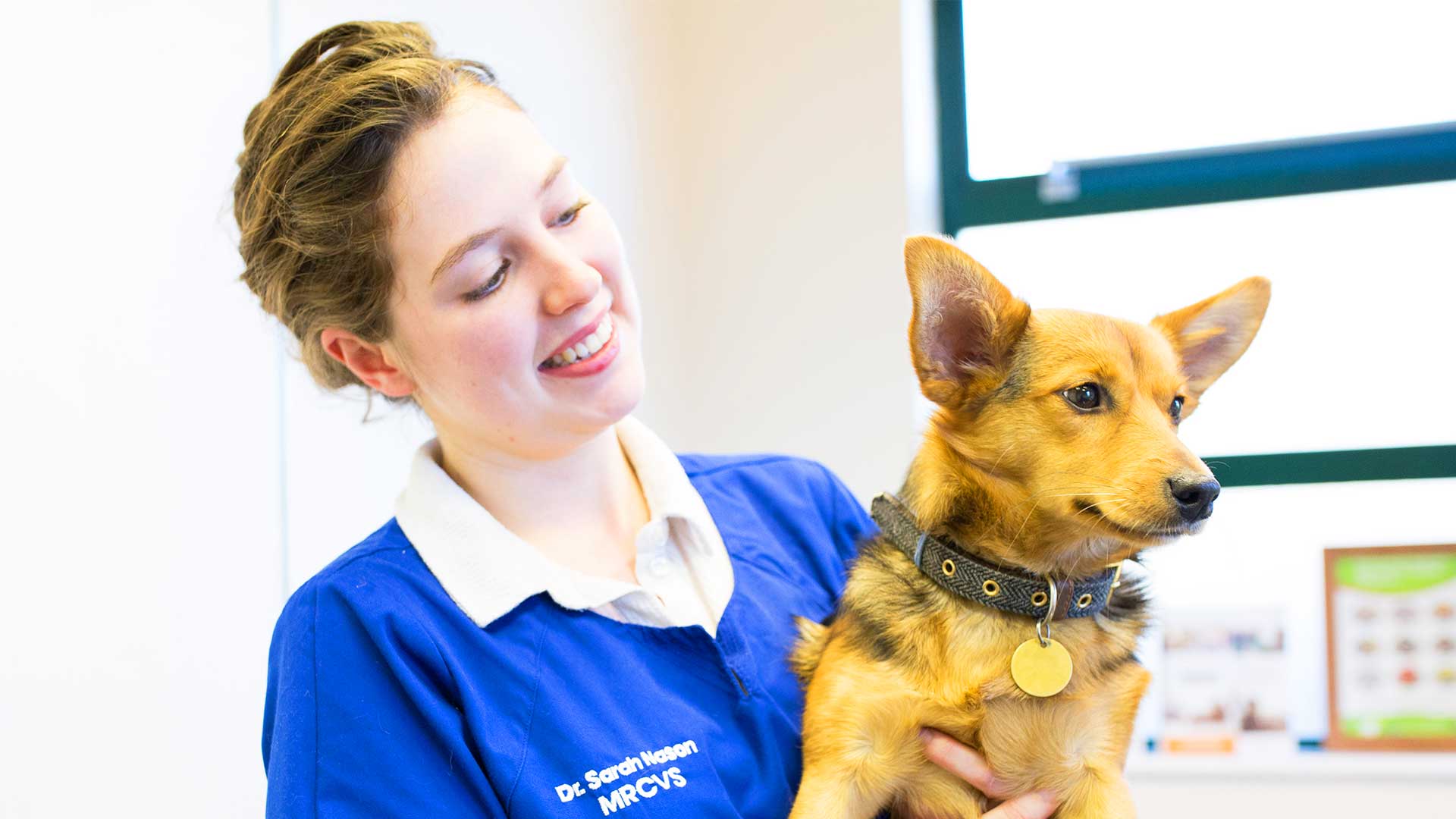 Dog Information Local Vets in Risca and Langstone Alpha Vets