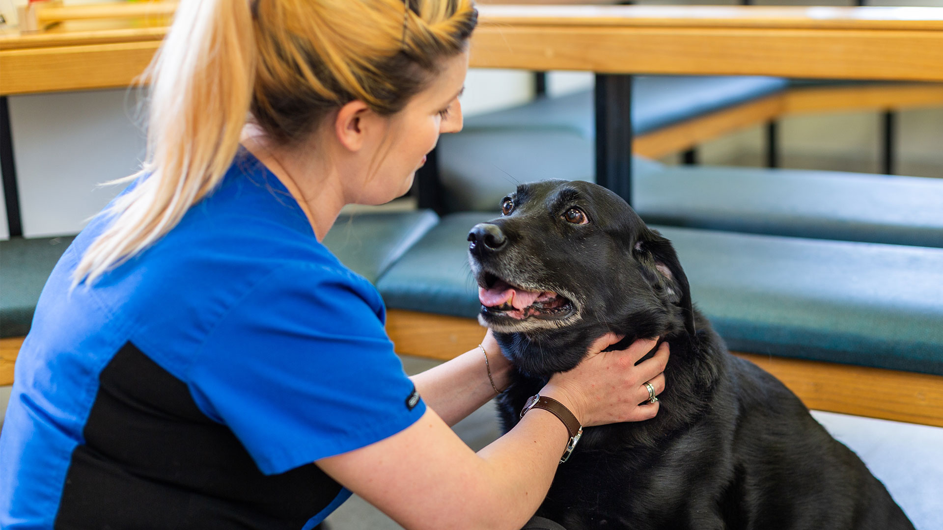 Blog Local Vets in Widnes Andale Vets