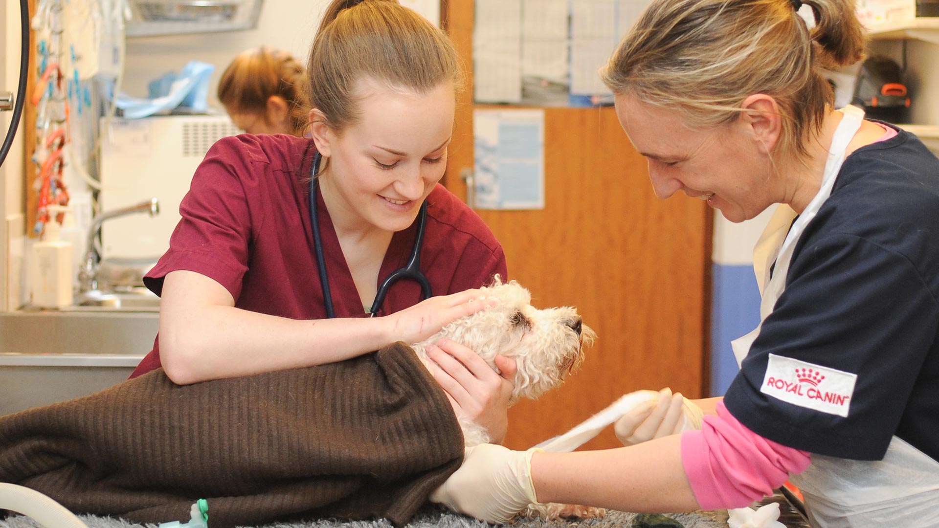 About us | Local Vets in Douglas, Cork - Animal Care Hospital