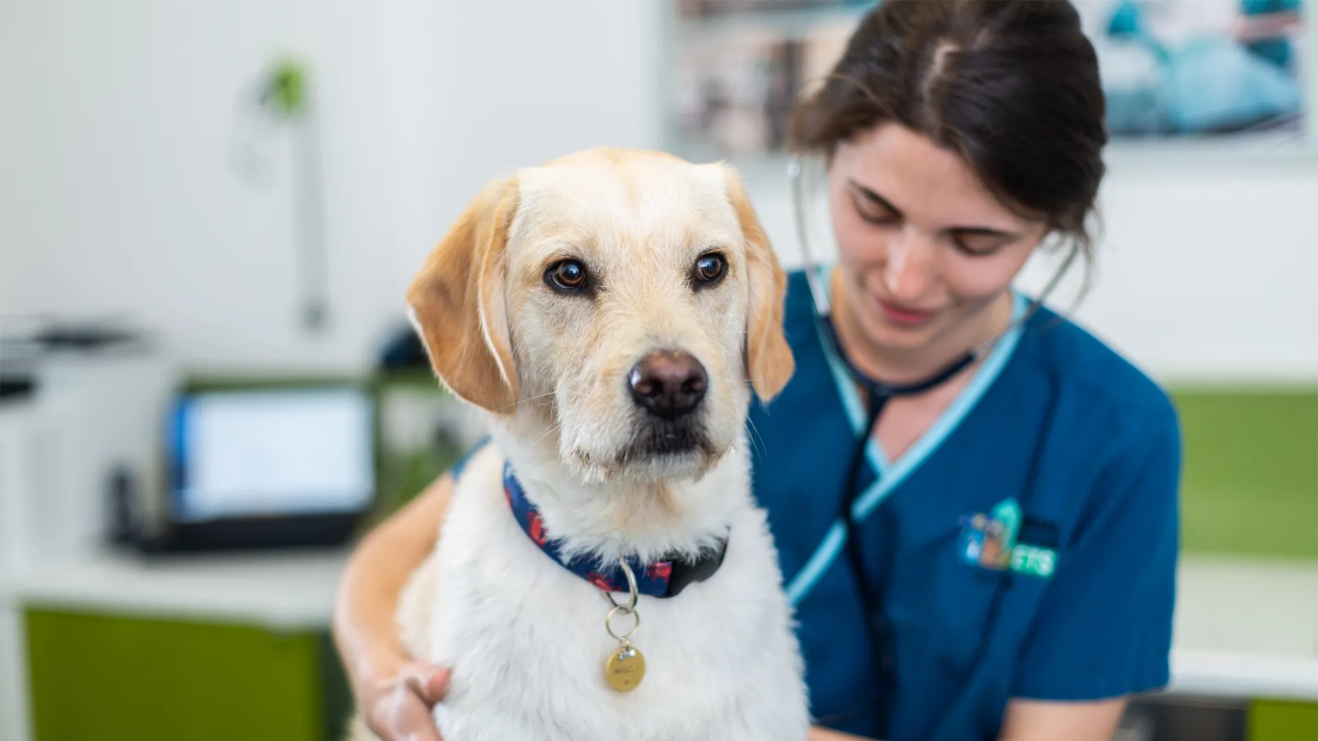 Blog | Local Vets in Bristol - Animal House Vets (Bristol)