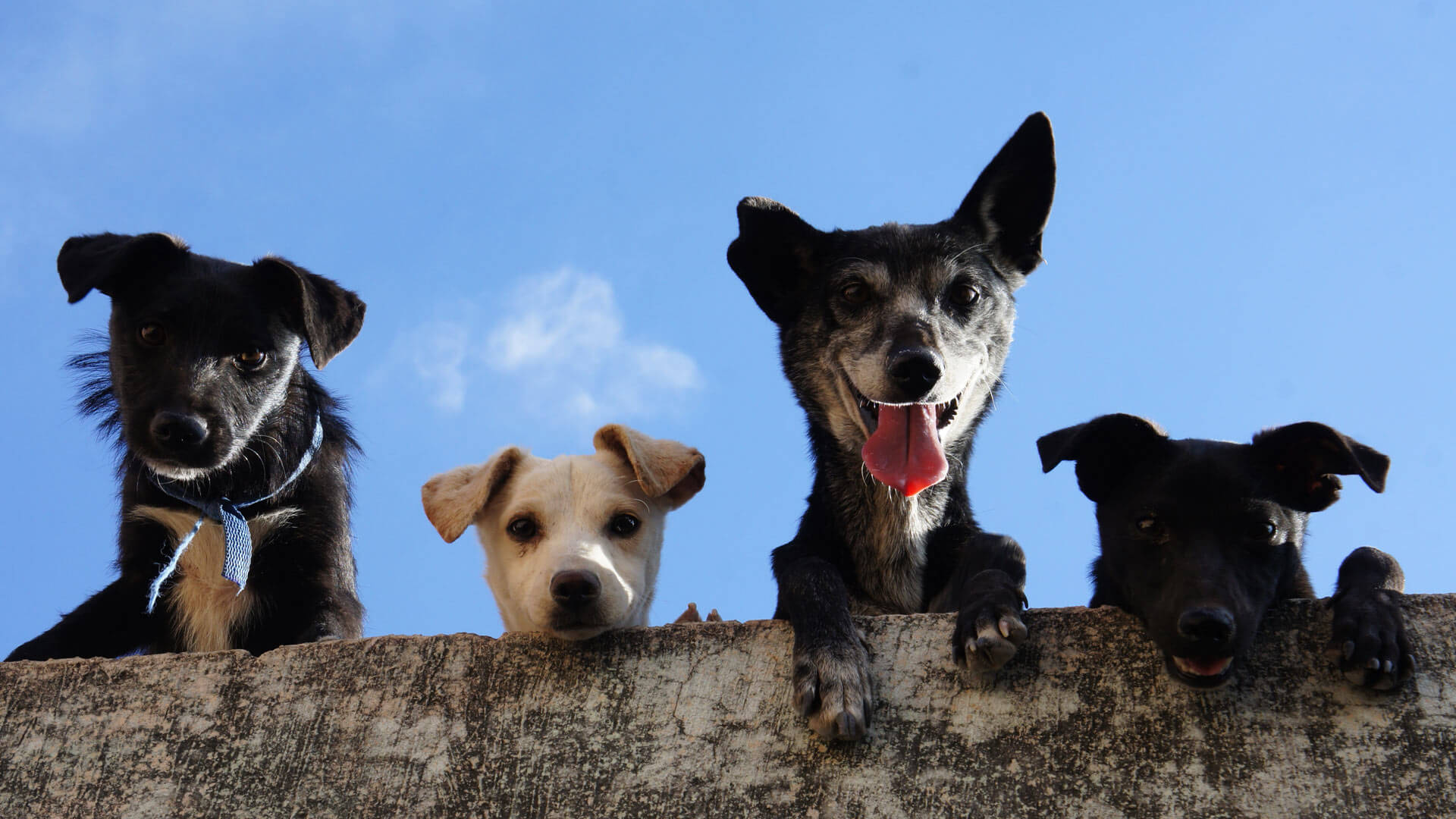 Meet the Team Local Vets in Market Deeping and Thurlby Animates