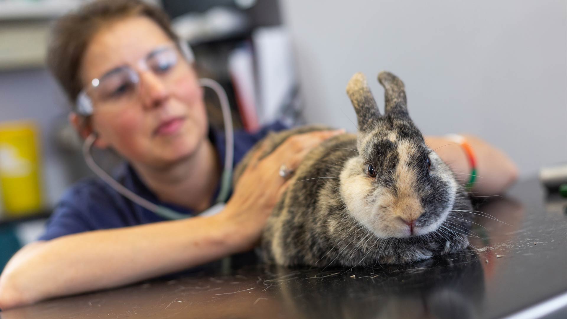 Blog Local Vets in Essex Apollo Vets