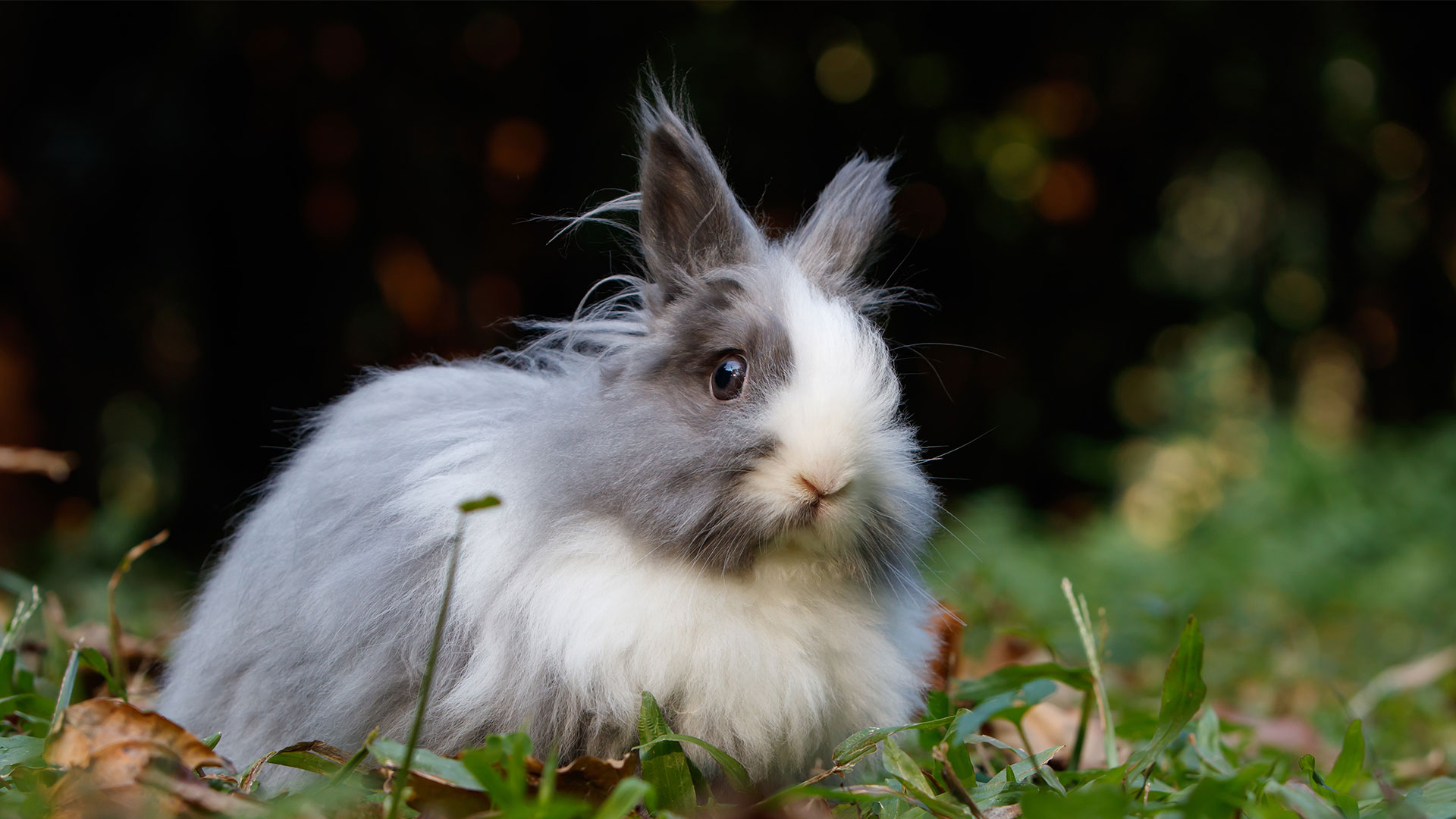 Price List Local Vets in Llangefni, Anglesey Aran Vet Clinic