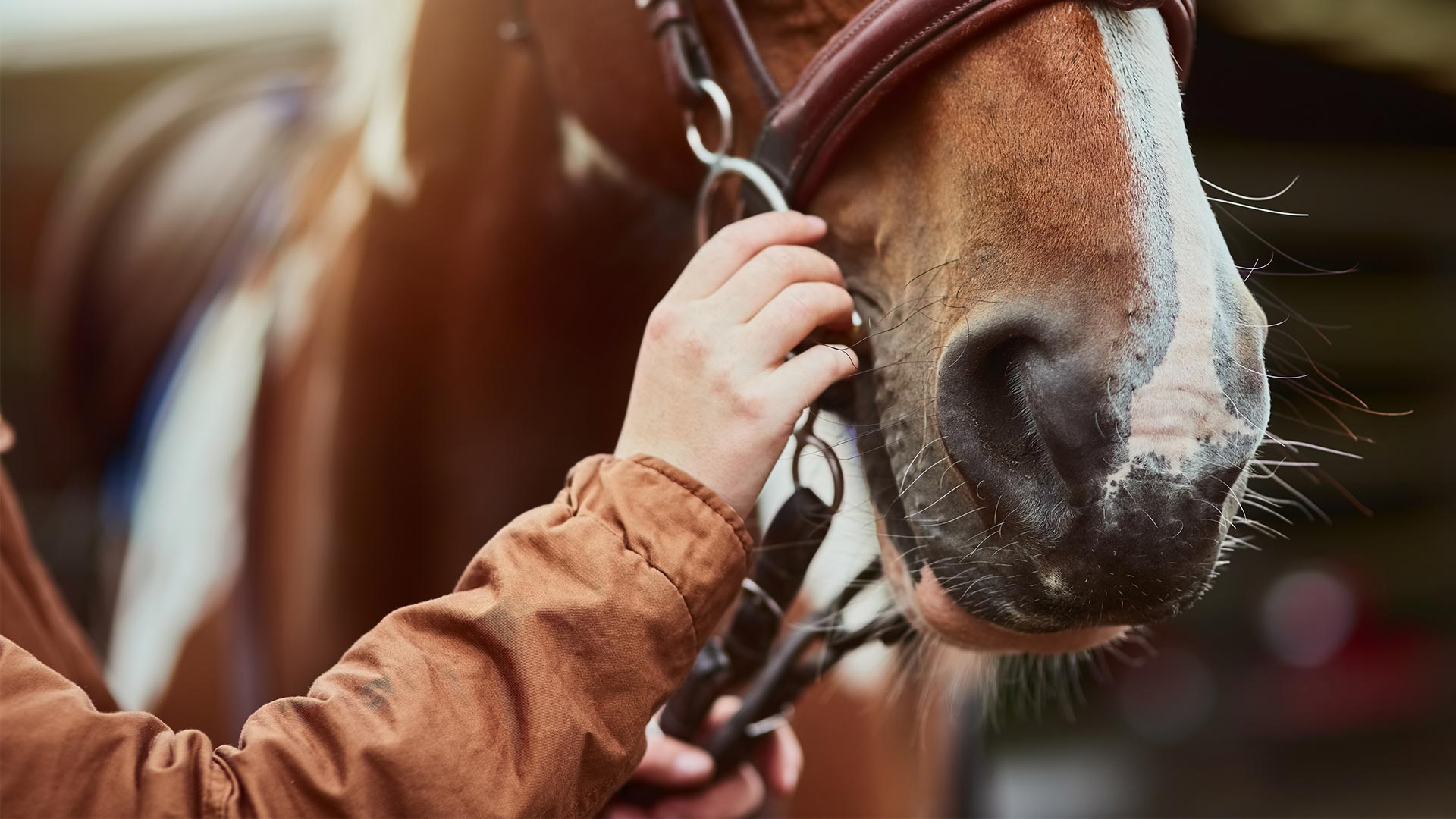 equine-veterinary-services-local-vets-in-aberdeen-ardene-house-vets