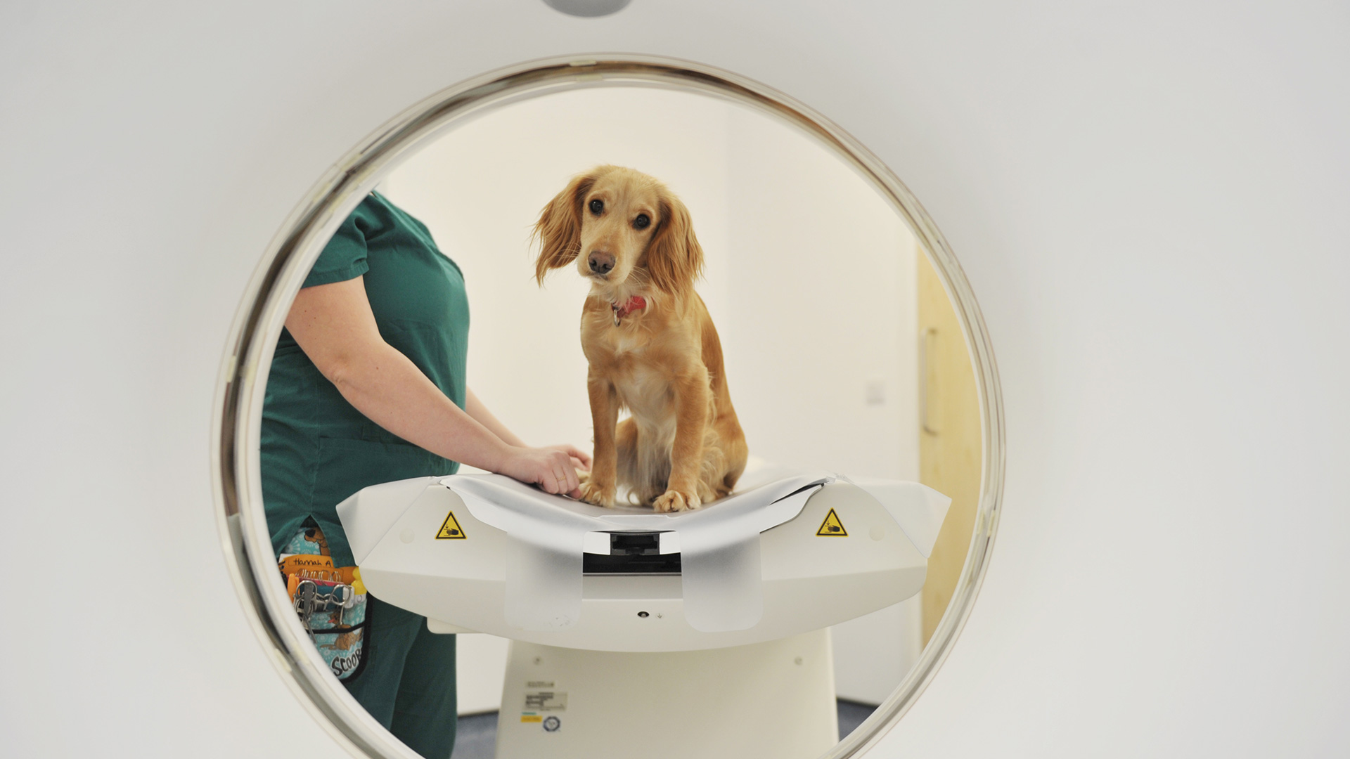CT Information for Pet Owners | Referral Vets in Leeds - Ark Referrals