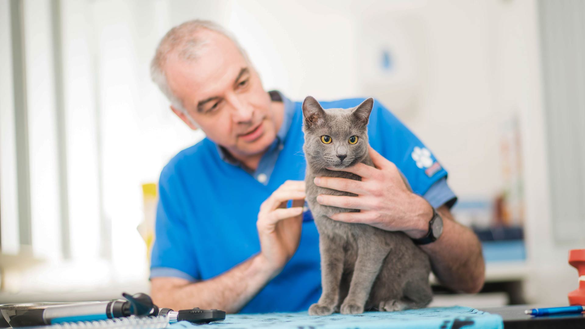 Referring Vets Referral Vets in Leeds Ark Referrals