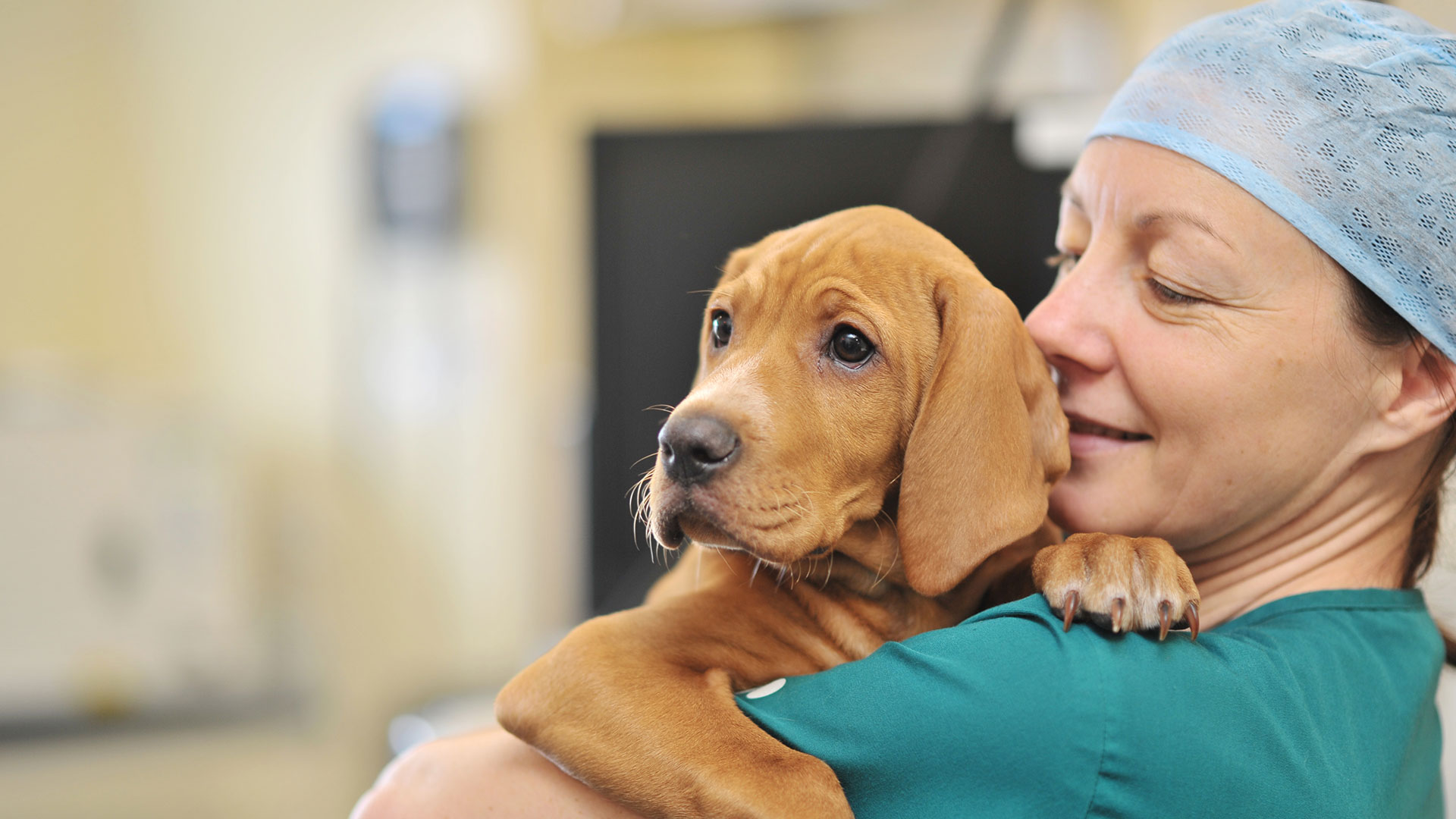 Referral Form Referral Vets in Leeds Ark Referrals