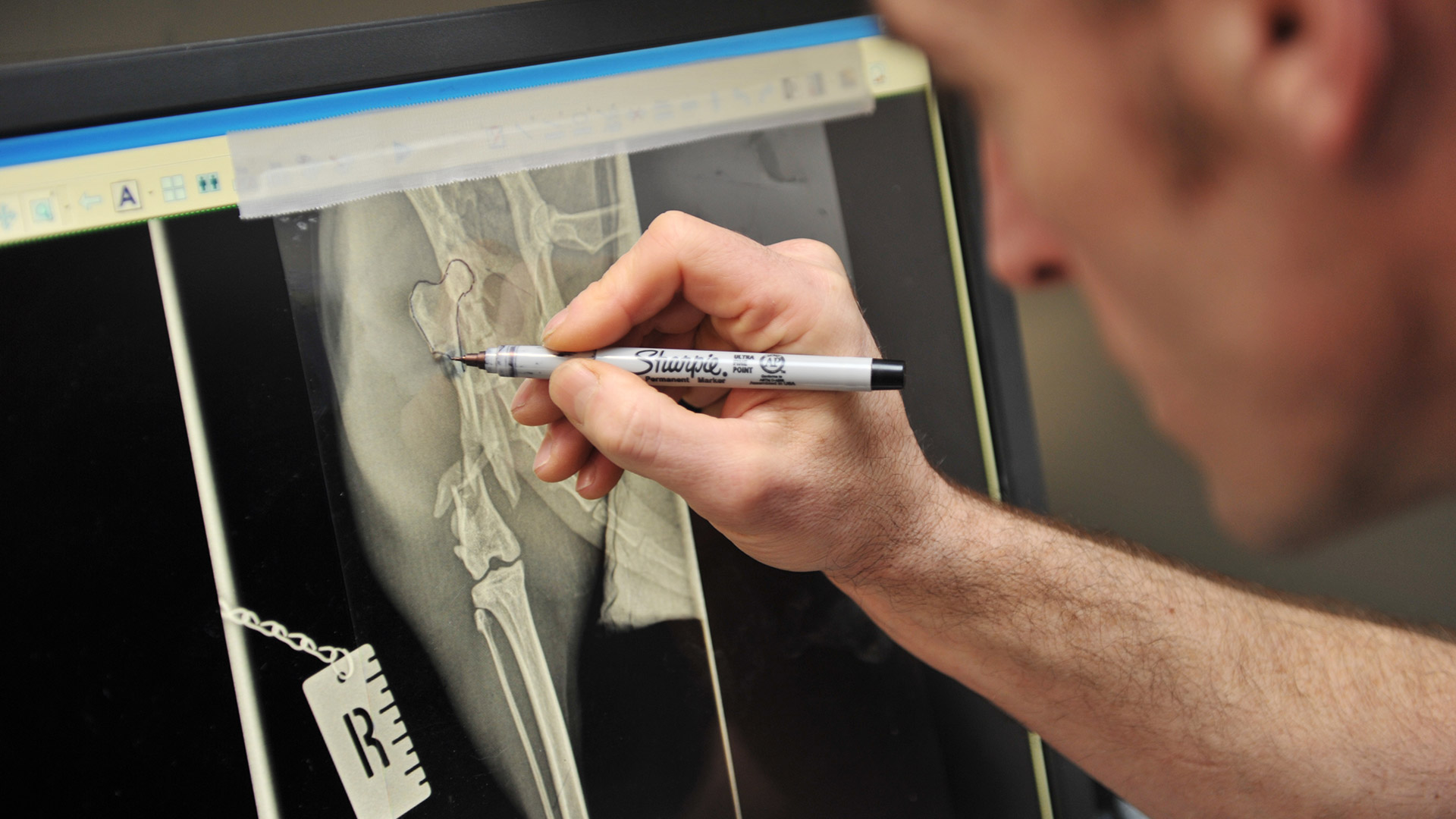 Veterinary Surgery Local vets in Leeds Ark Referrals