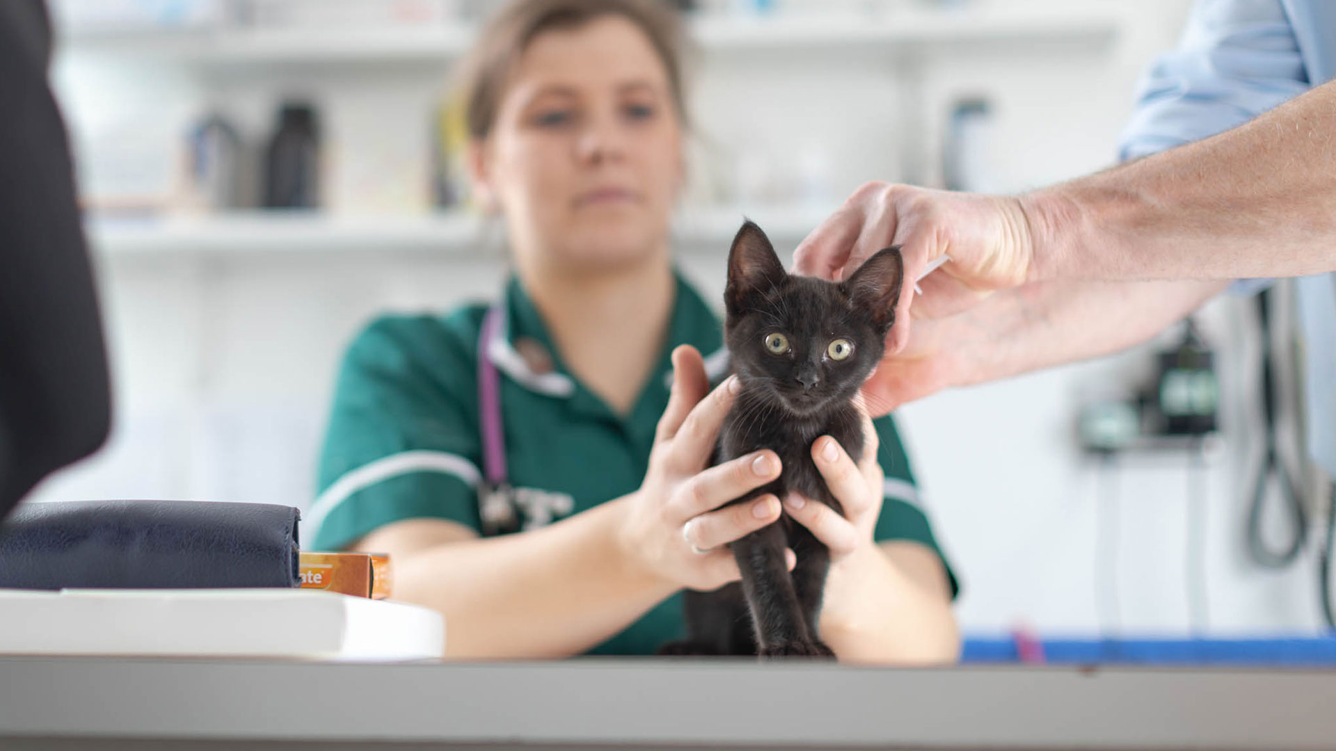 About Us Local Vets in Colchester Ark Veterinary Centre