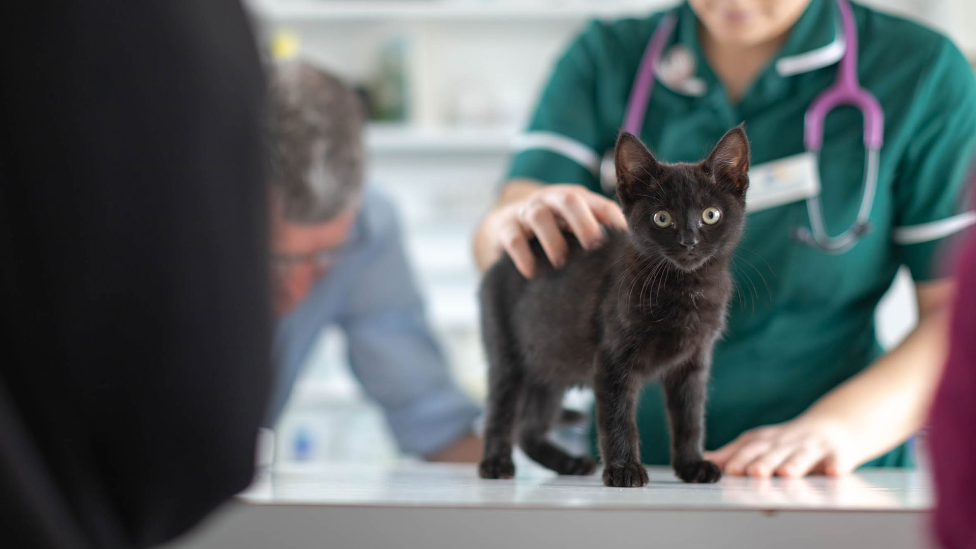 Topical Tails Local Vets in Colchester Ark Veterinary Centre