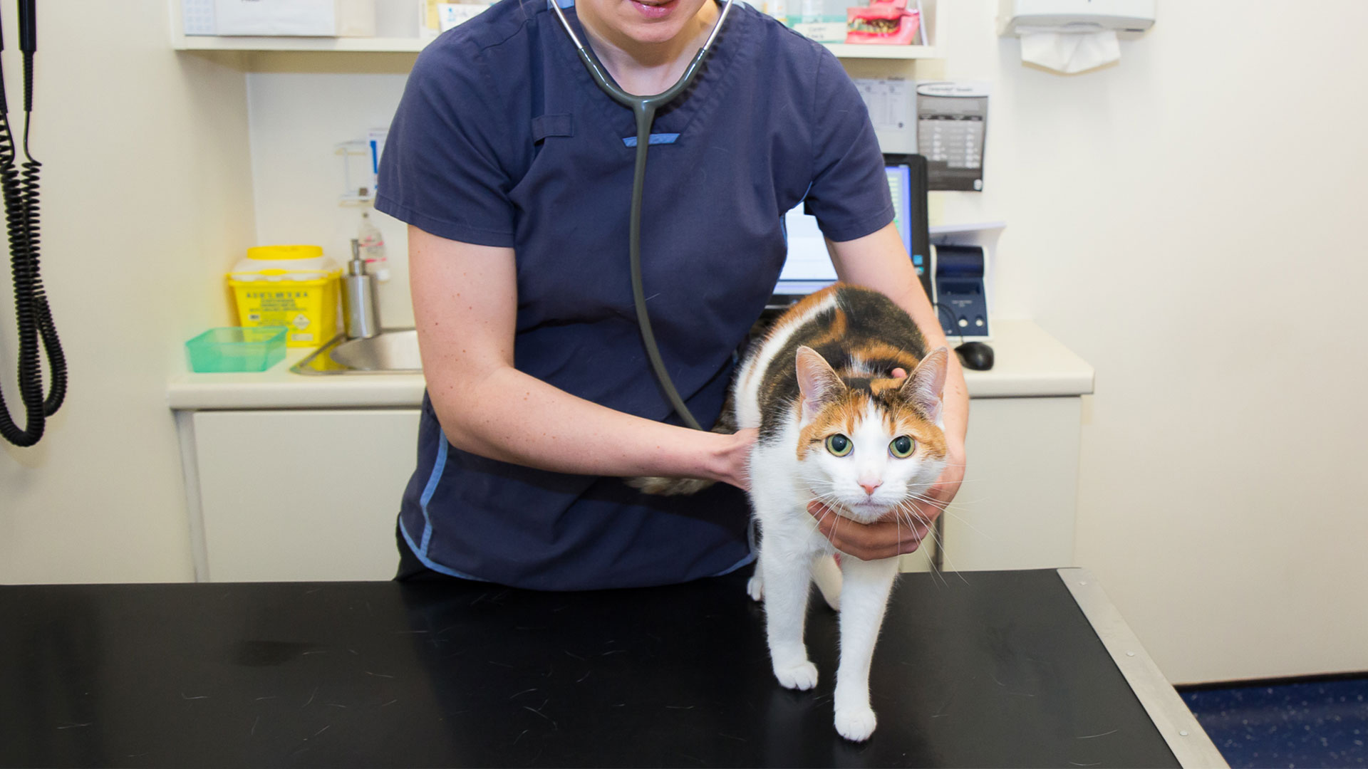 Pet Advice in Galway Ark Vets Galway Ark Vets Galway