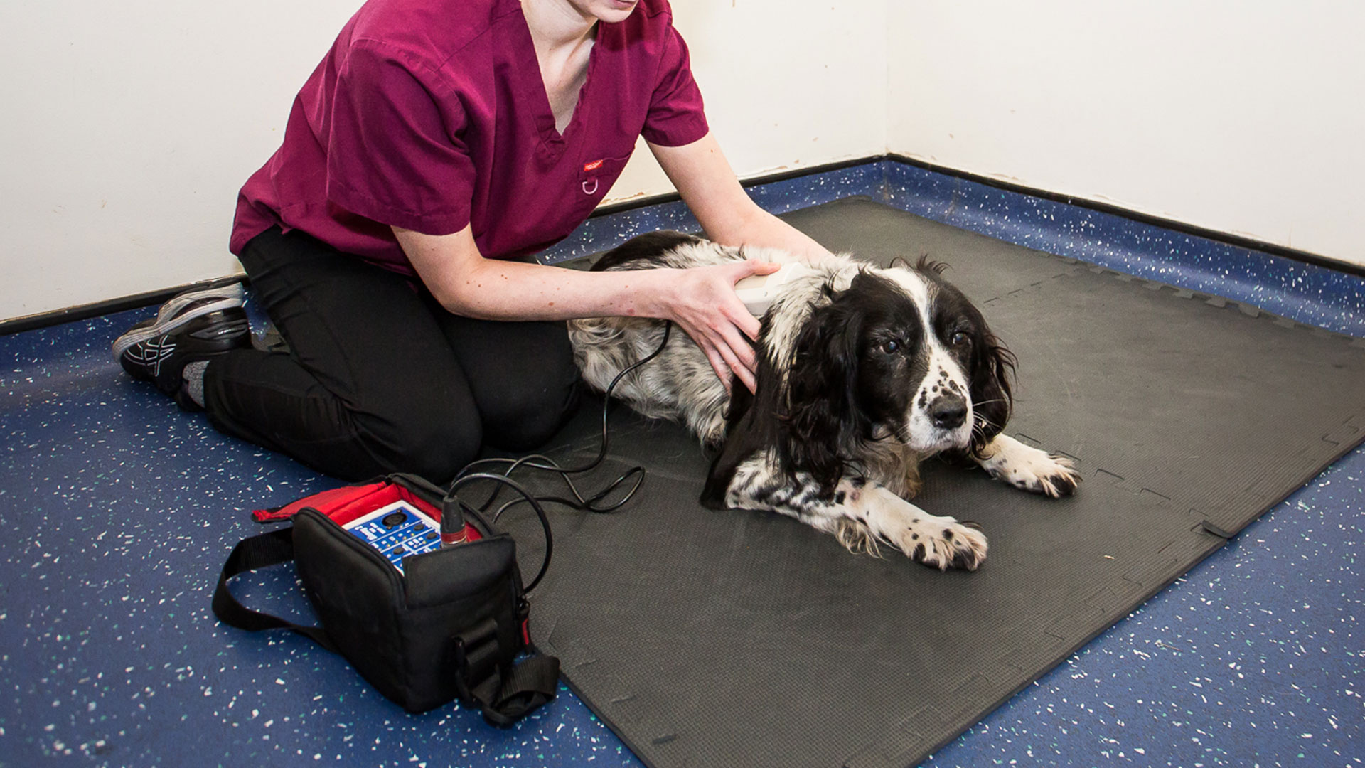 Referrals Ark Vets Galway Ark Vets Galway