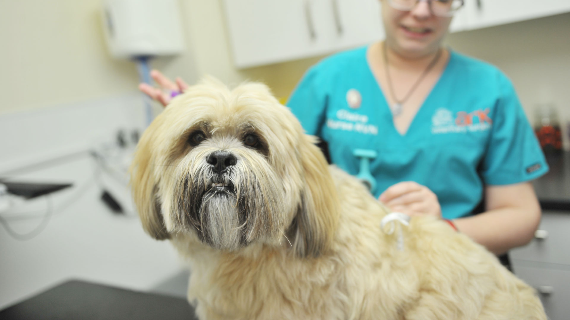 Veterinary nurse clinics Local Vets in Sheffield Ark Vets Sheffield