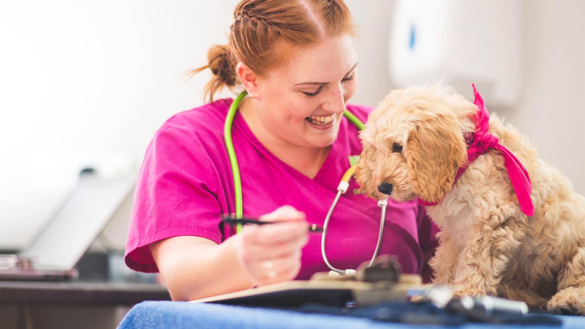 Out of hours vet care | Local Vets in Sheffield - Ark Vets Sheffield