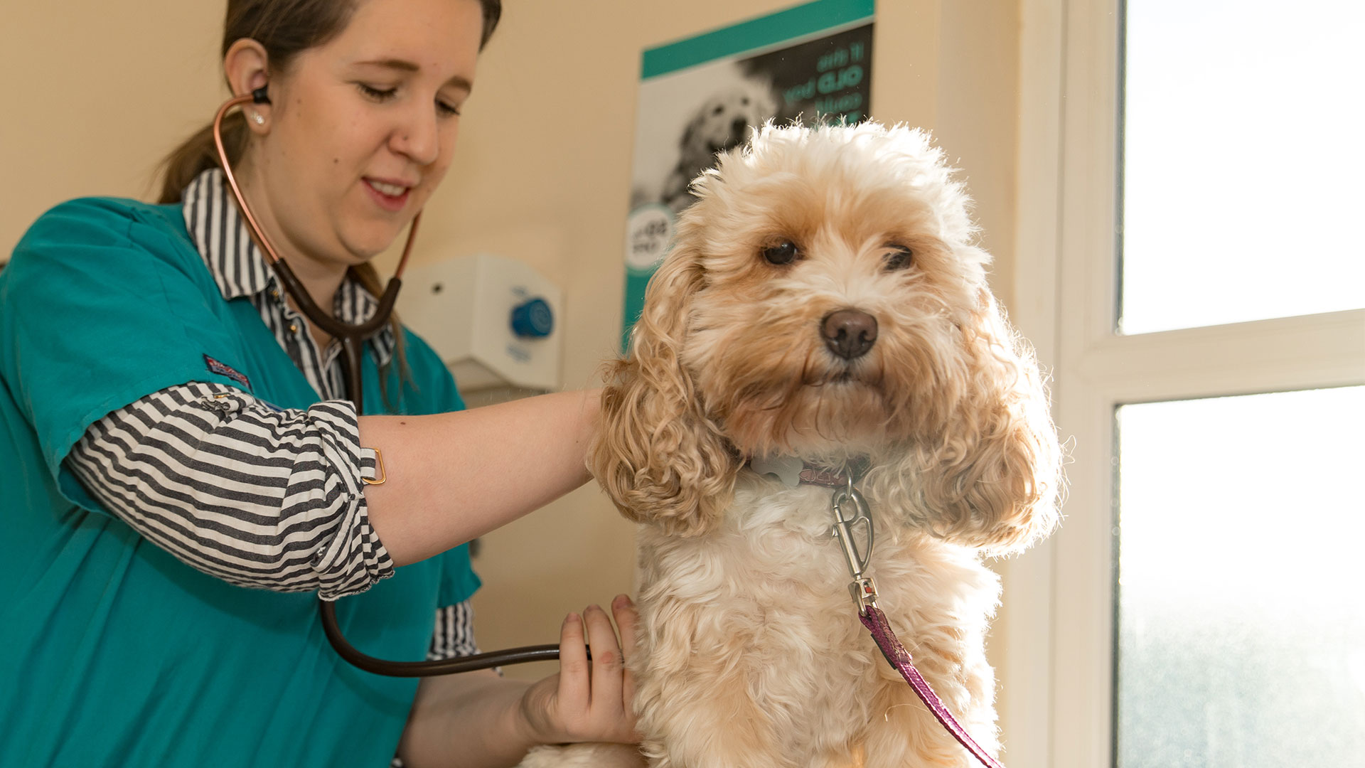 About Ashcroft Veterinary Surgery Vets in Chesire Frodsham