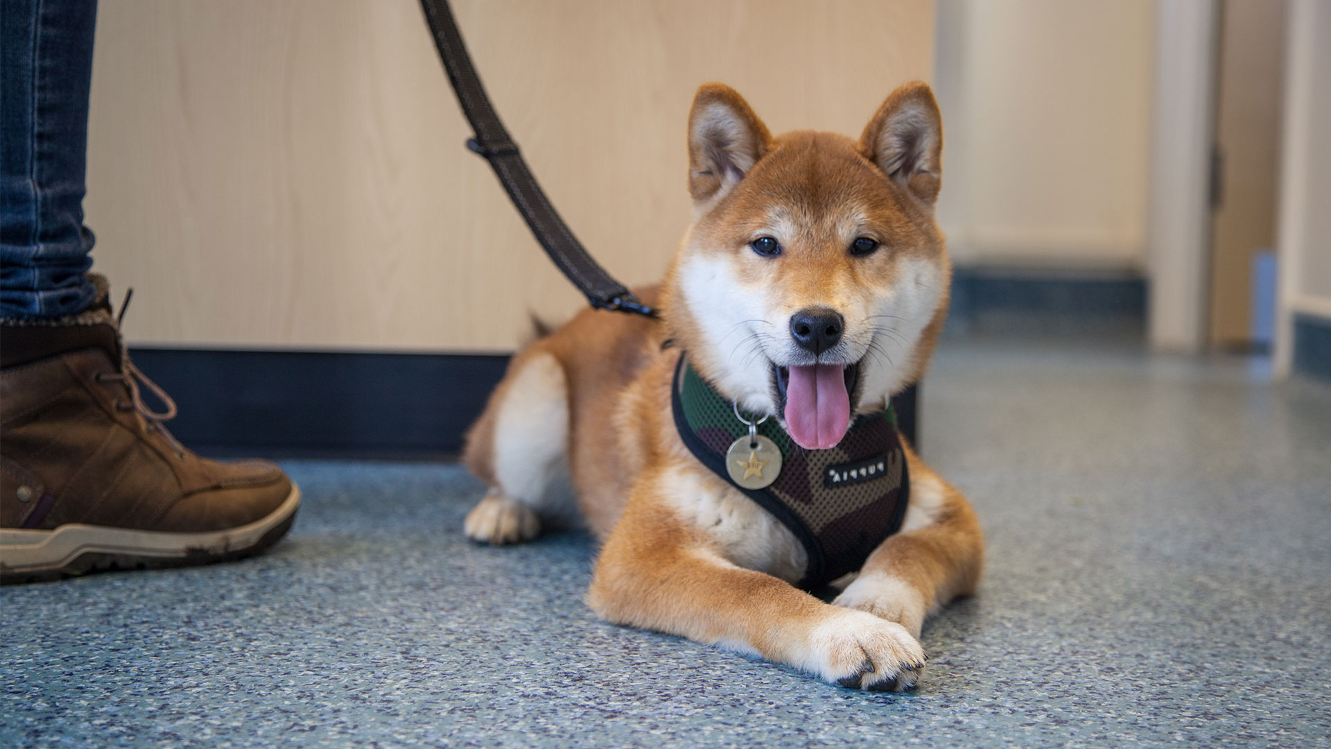 Contact Ashcroft Veterinary Surgery Cheshire Frodsham Ashcroft Vets