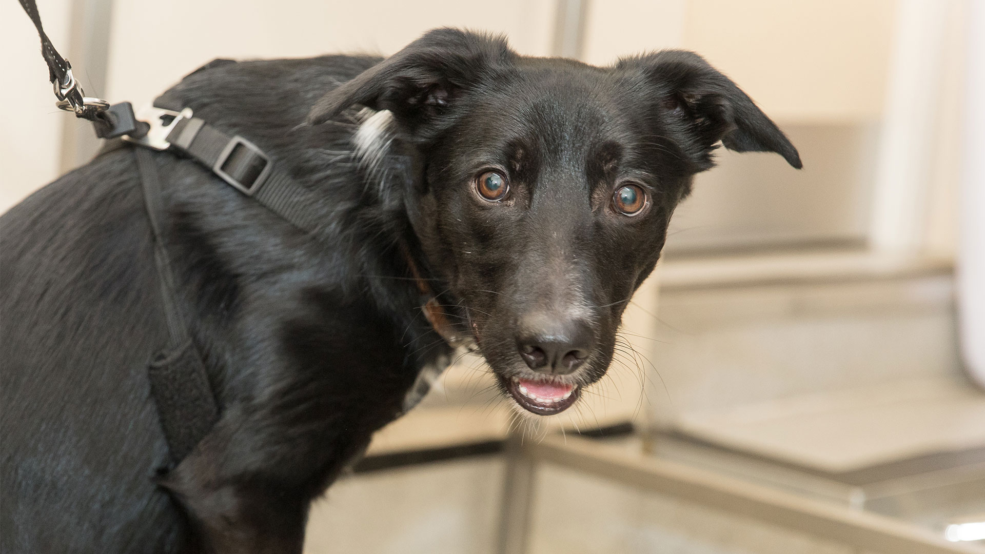 Pet Microchipping Cheshire, Frodsham Ashcroft Veterinary Surgery